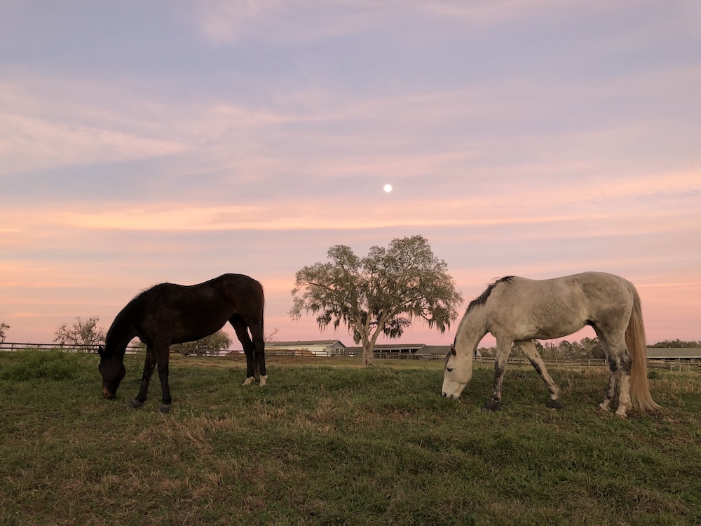 Full Moon Rise Over Horse Pasture