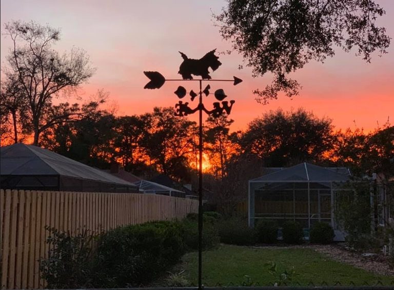 Gorgeous Scottie Sunset In Ocala