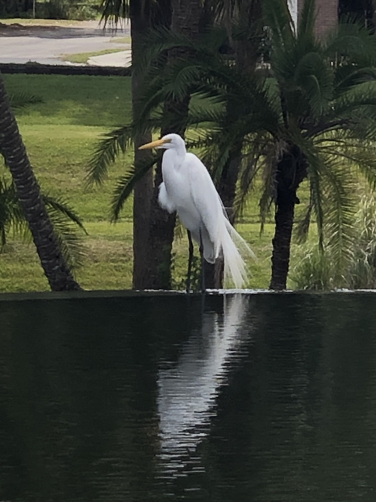 Great Egret At The Cascades Office Complex