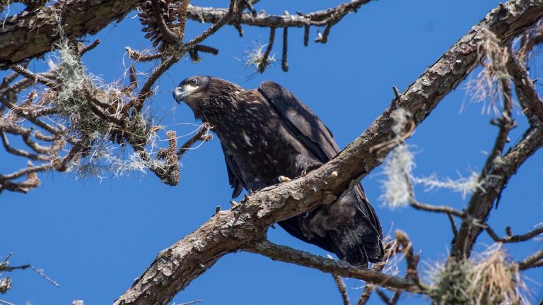 Juvenile Bald Eagle In Reddick