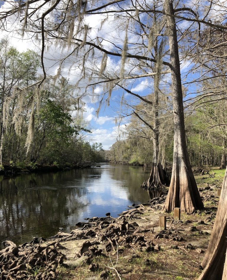Serene View Of Withlacoochee River