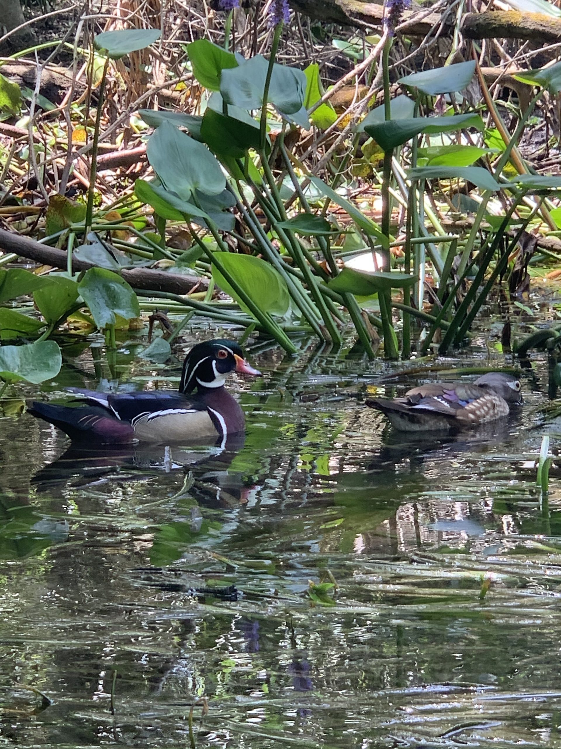 Wildlife On The Silver River