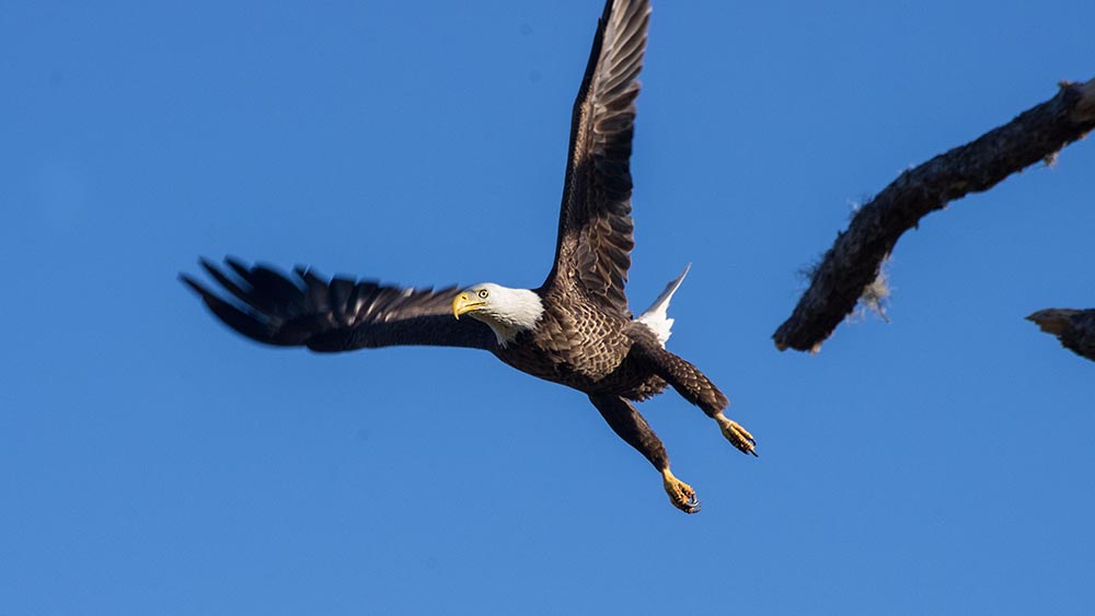 Bald Eagle In Flight In Reddick