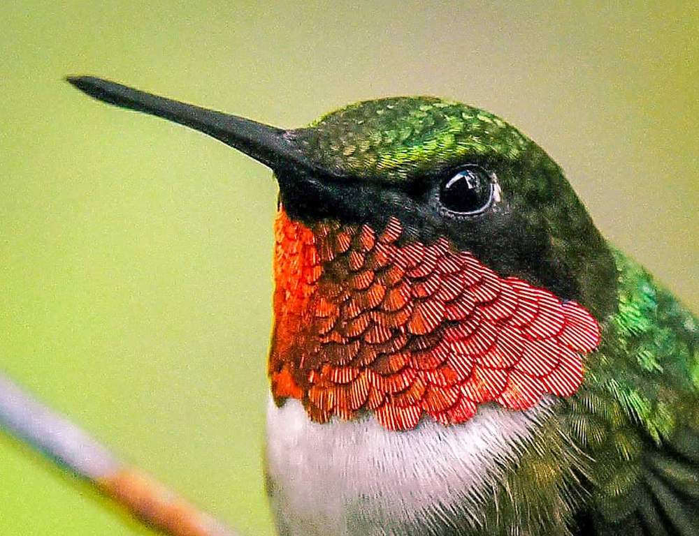 Close-Up Of Male Ruby-Throated Hummingbird In Silver Springs