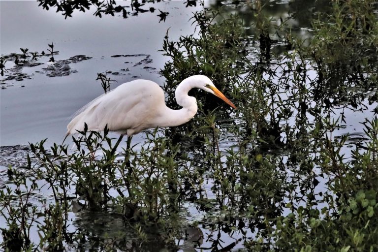 Great Egret Searching For Breakfast At Ocala Nature Park