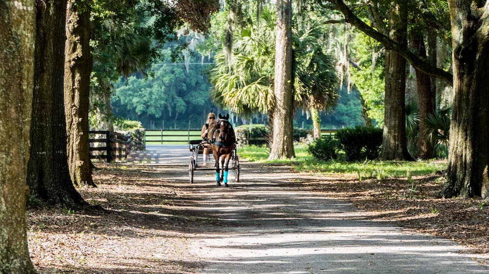 Horse Cart On Spring Drive In Reddick