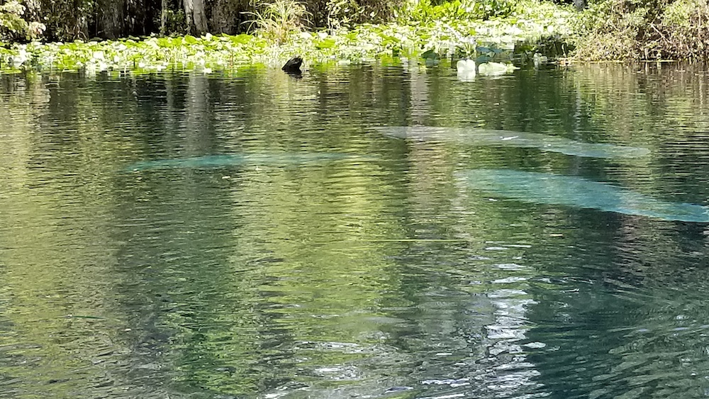 Manatees In Silver River