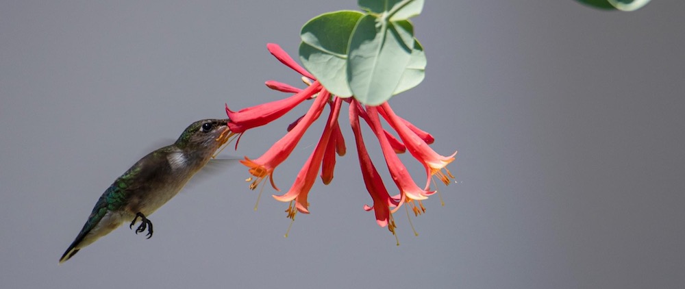 Ruby-Throated Hummingbird At Ocala Oak Run