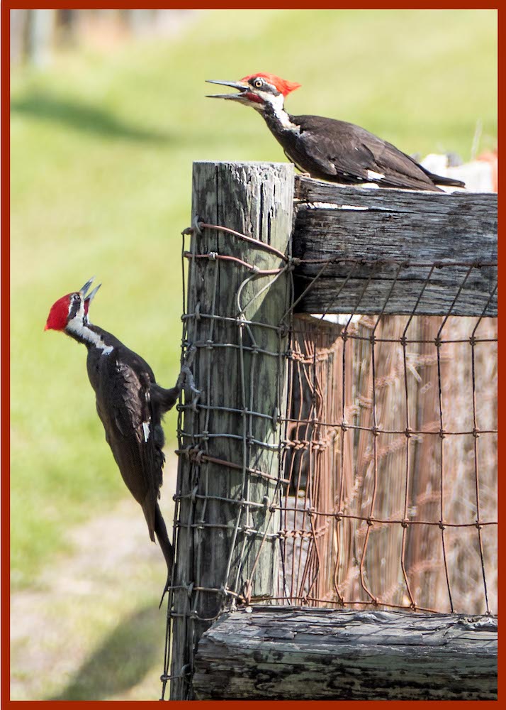 Two Woodpeckers In Reddick