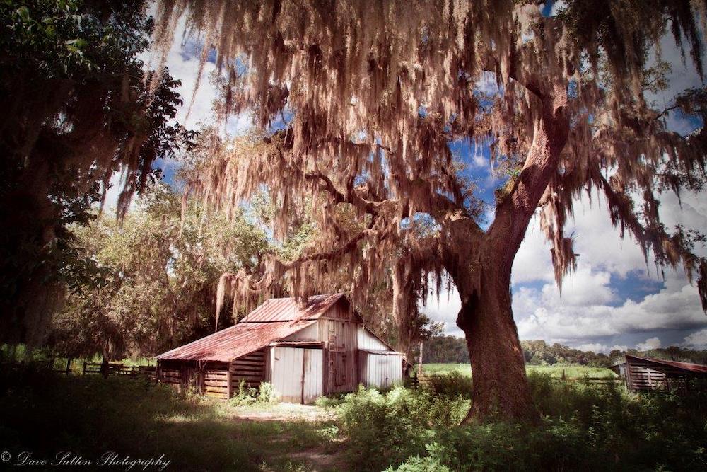 Barn And Tree With Spanish Moss In Ocala