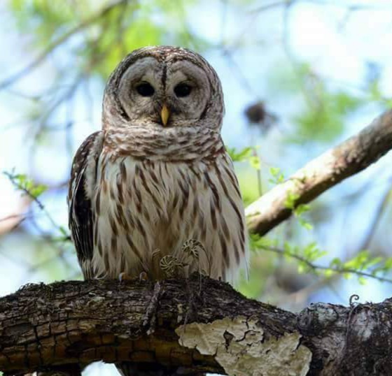 Barred Owl At Lake Waldena