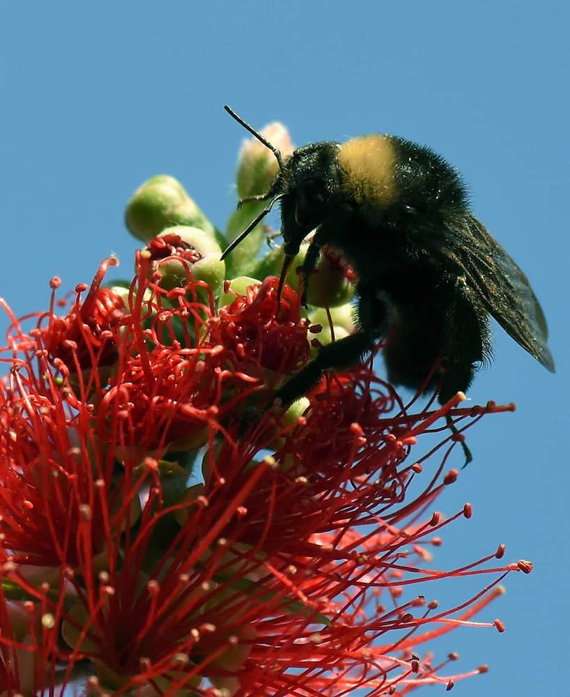 Bumble Bee On Bottle Brush Tree In Silver Springs
