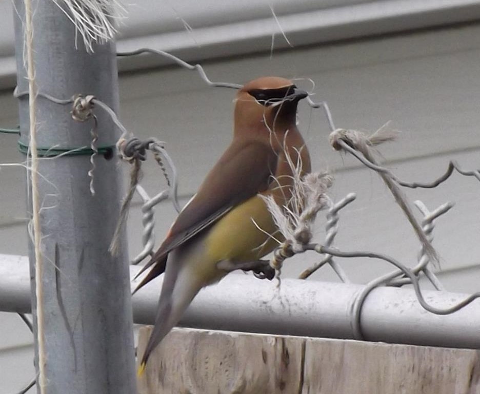 Cedar Waxwing On Fence In Inverness