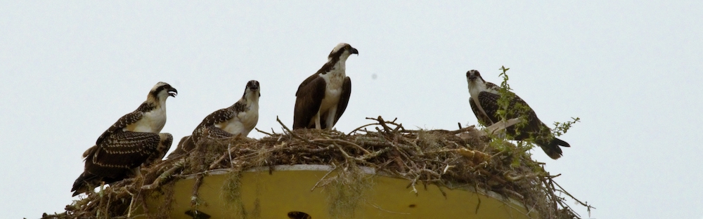 Family Of Ospreys At Ocklawaha Prairie Restoration Area