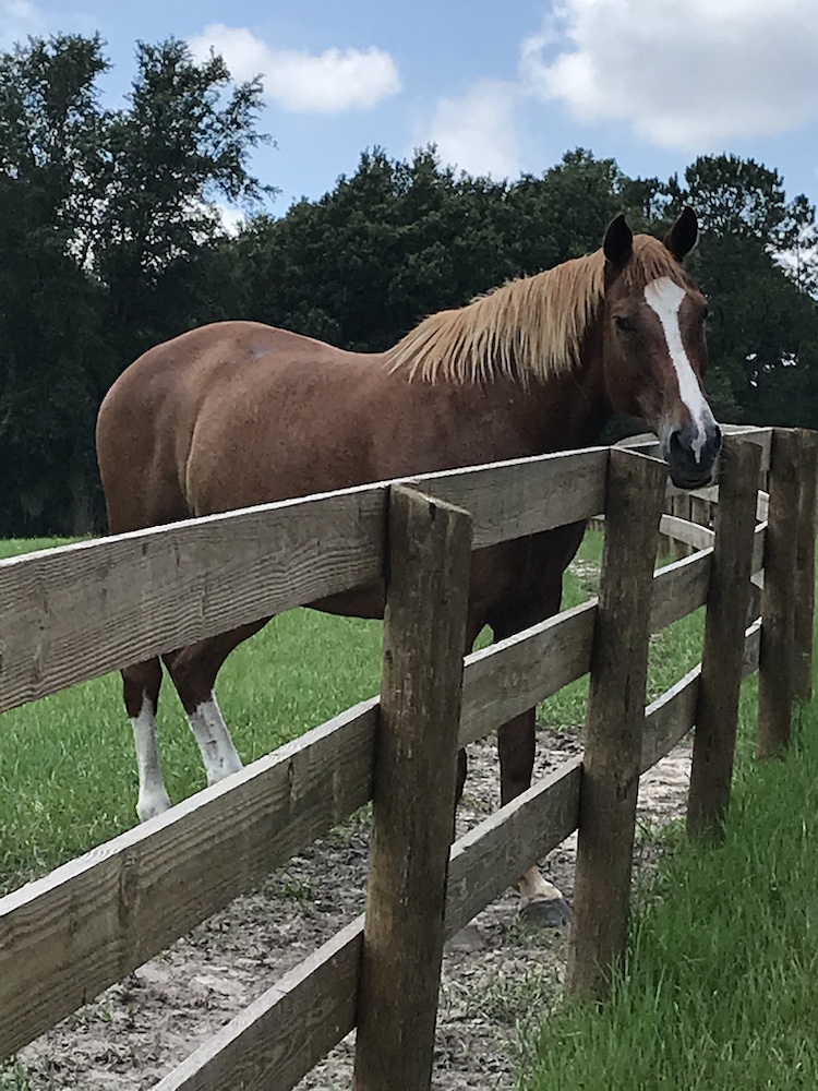 Horse Behind Fence In Ocala