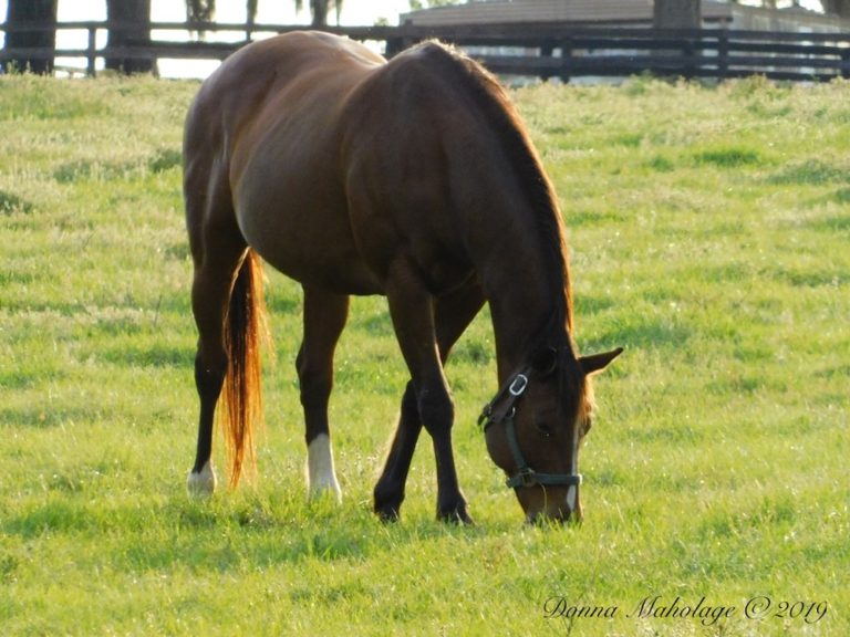 Horse Grazing In Pasture In Ocala