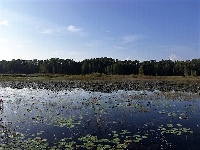 Johnson's Pond At Withlacoochee State Park