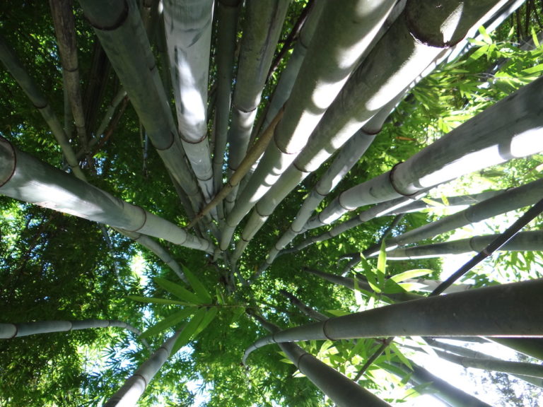 Bamboo At Kanapaha Botanical Gardens In Gainesville