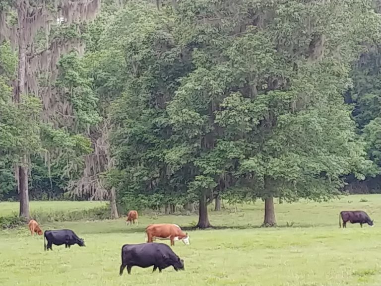 Miniature Cows Enjoying Their Pasture In Micanopy