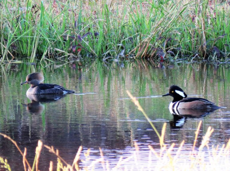 Pair Of Hooded Merganser Ducks In Northwest Ocala