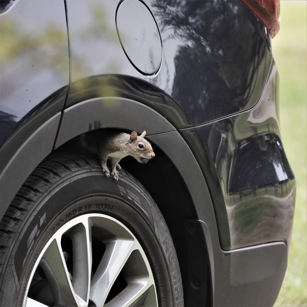 Squirrel Hiding With Nut Between Ocala Rainstorms