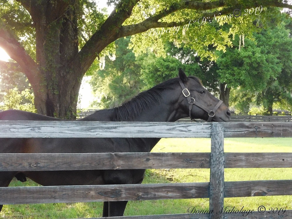 Stunning Horse In The Scenic Backroads Of Ocala