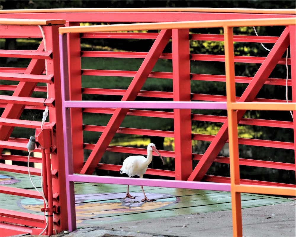 Ibis On Bridge At Tuscawilla Park