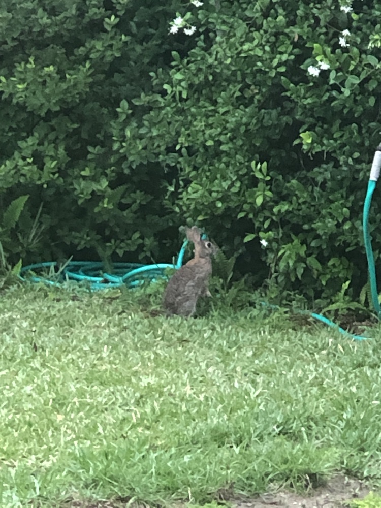 Rabbit In Backyard In Belleview
