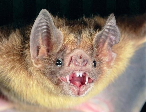 DOH-Marion issues warning after bat tests positive for rabies in Citra