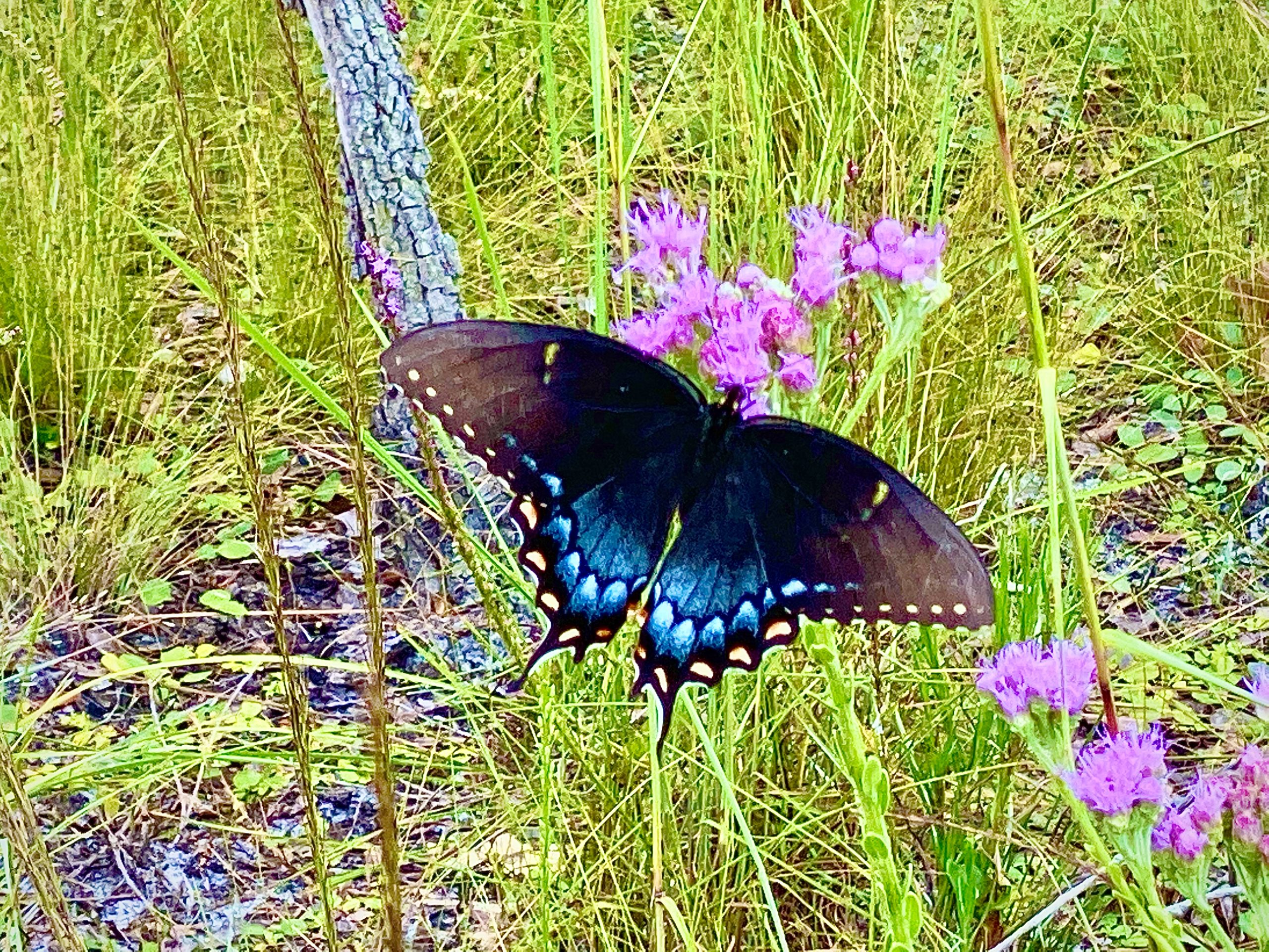Spicebush Swallowtail Butterfly At Buford Spring In Chassahowitzka Wildlife Management Area 