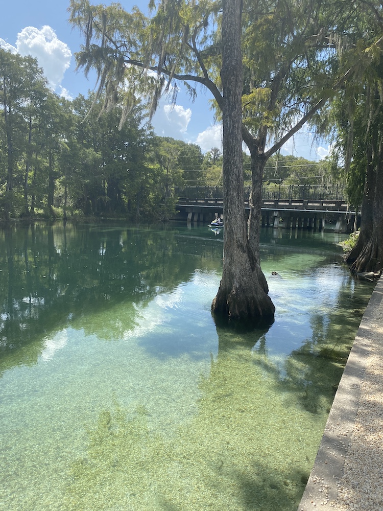 View From Swampy's Bar & Grille in Dunnellon