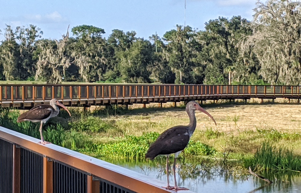 American ibises at Ocala Wetland Recharge Park