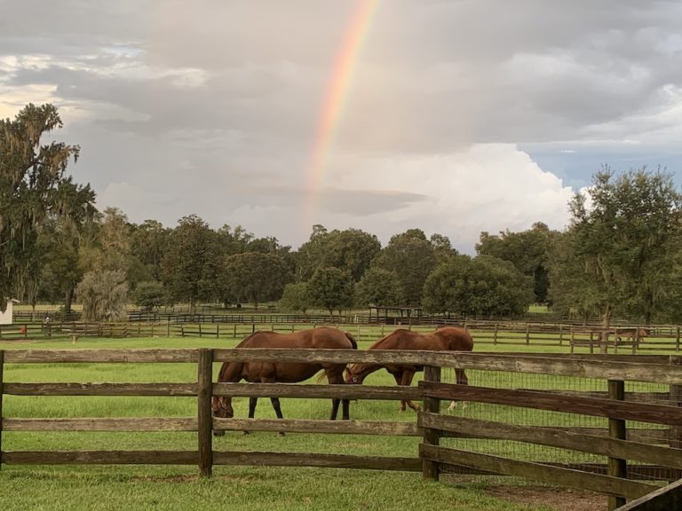 Rainbow Over Horses in Southwest Ocala