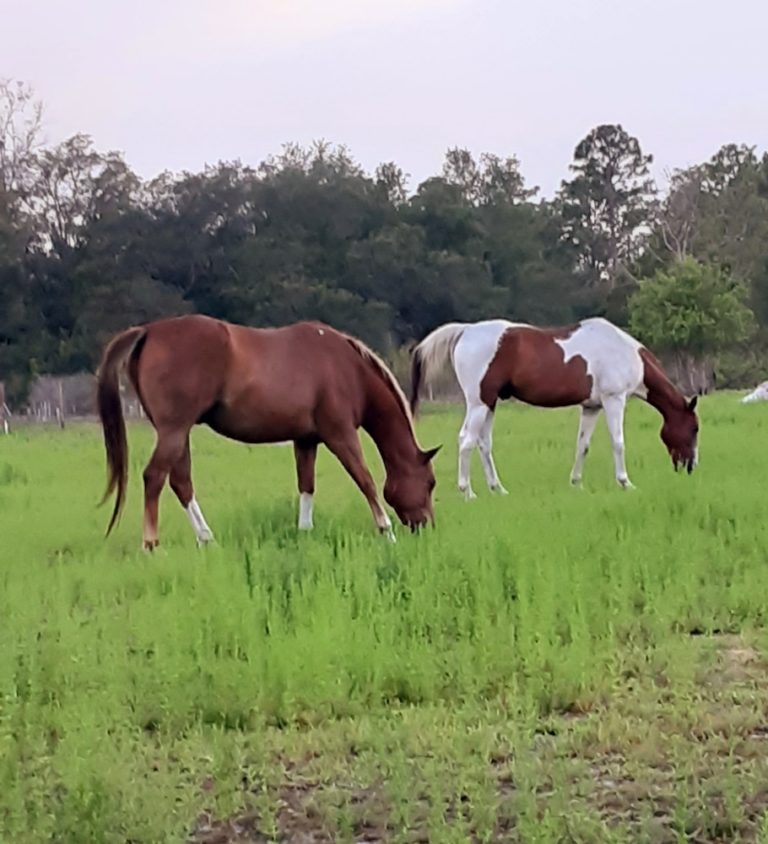 A Nice Evening With Two Horses