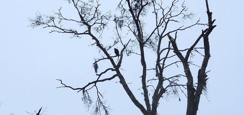 Buzzard In Tree At Big Sun Fencing On Old Jacksonville Road In Ocala