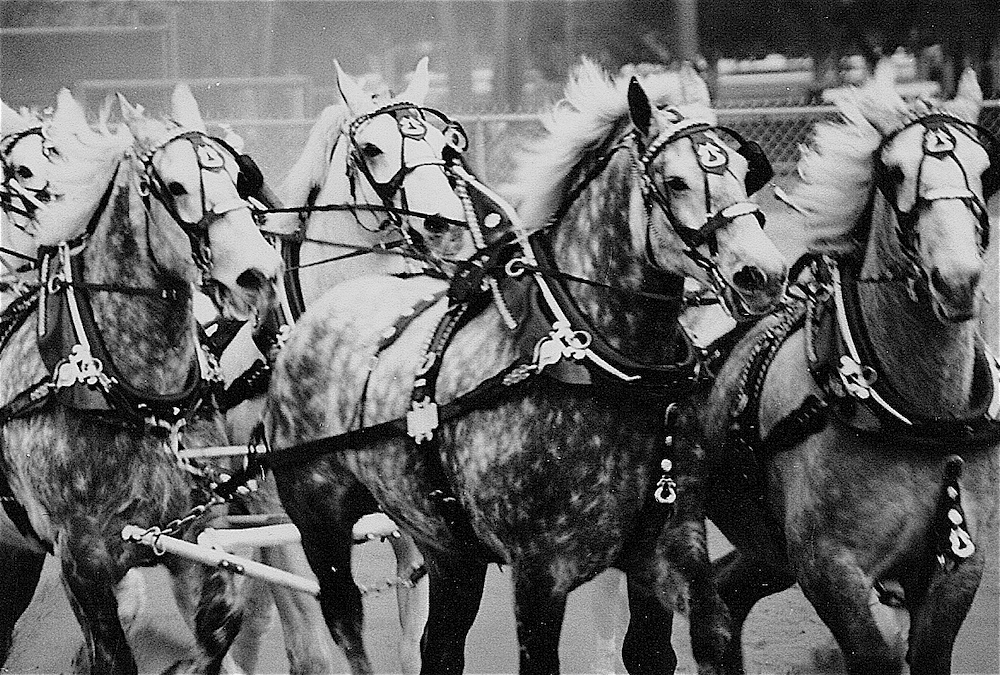 Draft Horse Competition At Southeast Livestock Pavilion