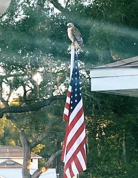 Hawk On Top Of Flag Pole In Belleview