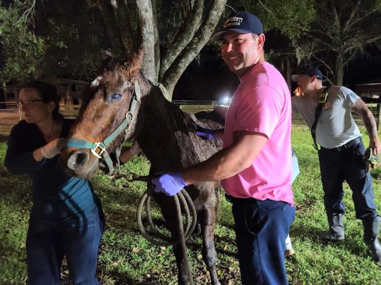 Marion County firefighters rescue horse trapped in Belleview septic tank