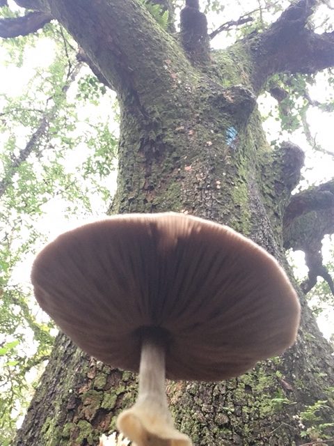 Mushroom Under An Oak Tree On Ross Prairie Trail