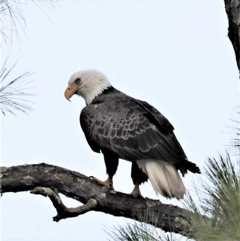 Bald Eagle At Ocala Nature Park