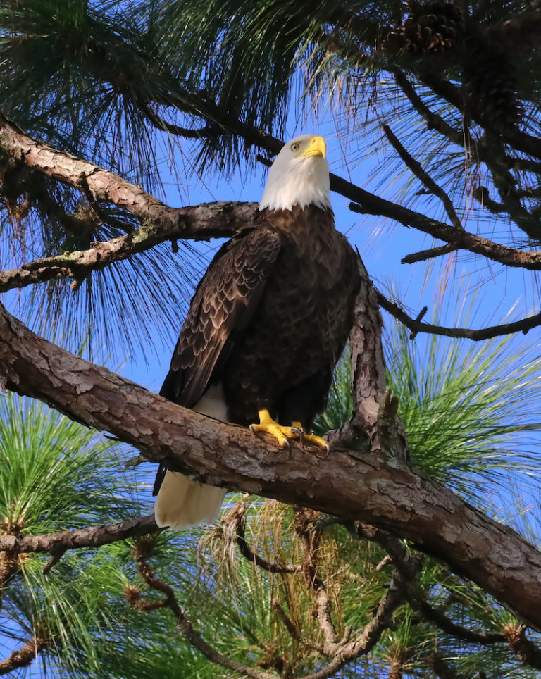 Bald Eagle On Florida Black Bear Scenic Byway In Ocala National Forest