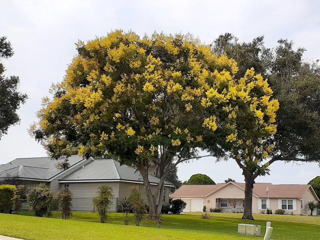 Beautiful Golden Rain Tree In Ocala