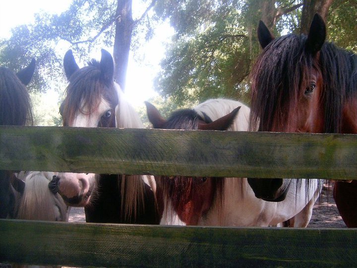 Gypsy Vanner Horses At Gypsy Gold Farm In Ocala