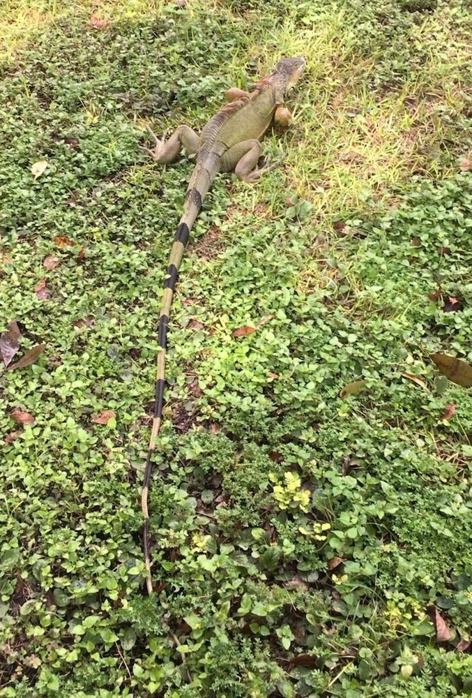Iguana Spotted Near Fort McCoy