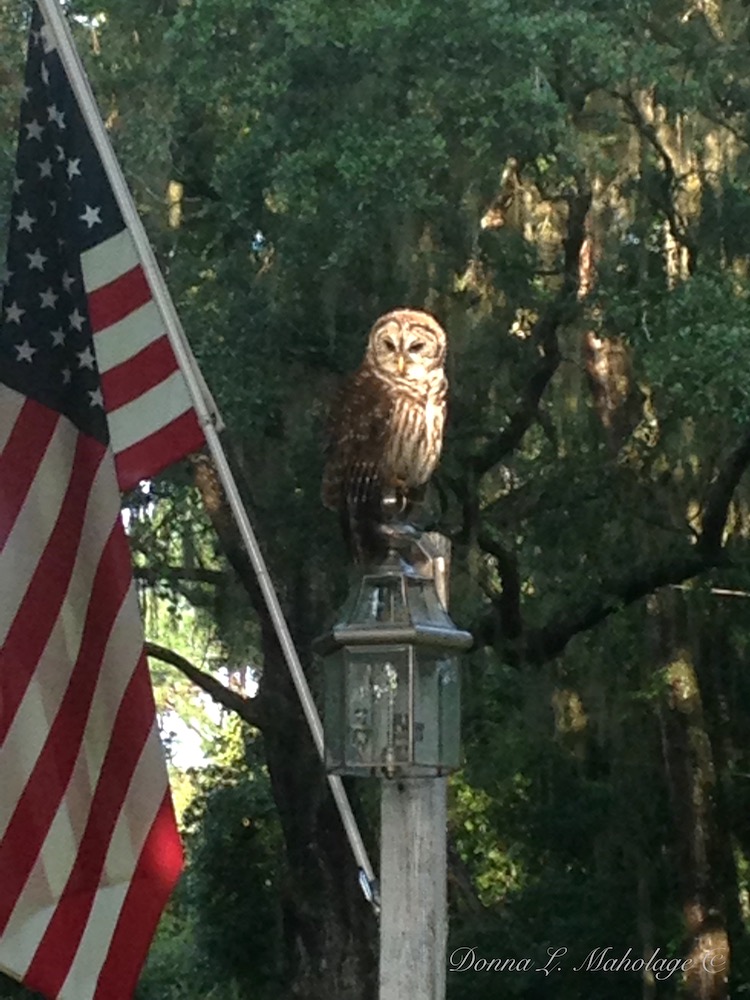 Patriotic Owl In Belleview