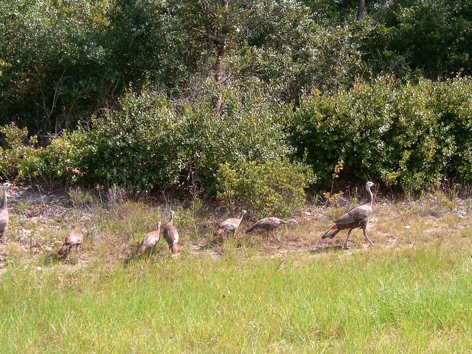 Wild Turkeys In SW Ocala