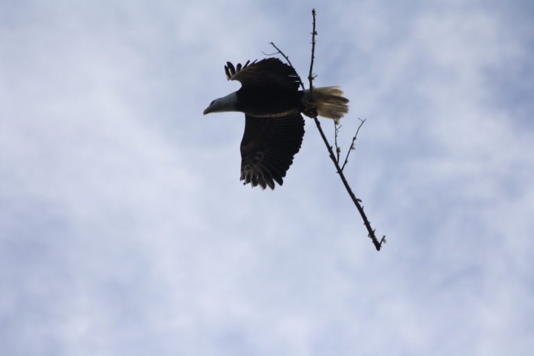 Bald Eagle Gathering Branches For Nest In Ocklawaha