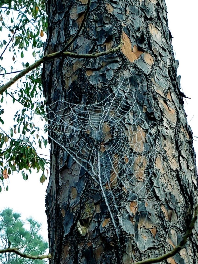 Cobwebs On Pine Trees In Dunnellon