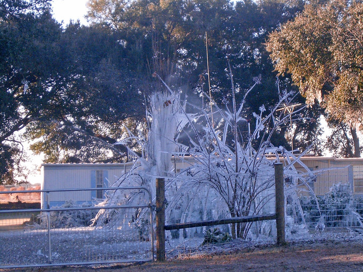 Effects Of Watering During Frost