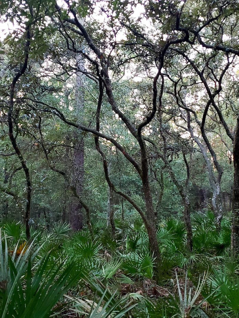 Enchanting Trees In A Palmetto Patch In Dunnellon